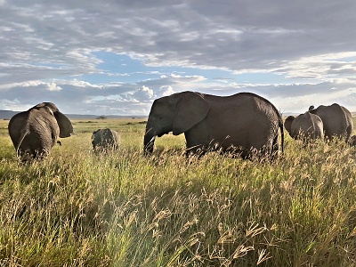 Safari v Afrike