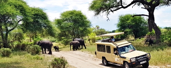 Slony na safari v Tarangire