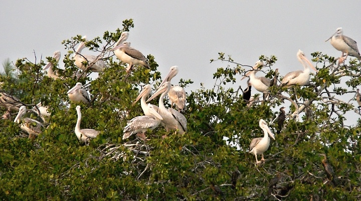 Guinea-Bissau