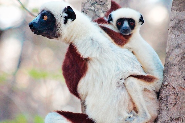 Lemur