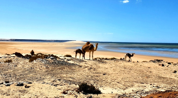 Zpadn Sahara
