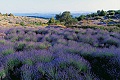 Ostrov Hvar levandua, Dalmcia Split