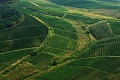 Vinice Slavnia