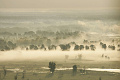 Moarisk Slavnia