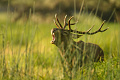 Fauna Slavnia