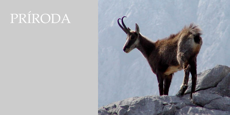 Prroda