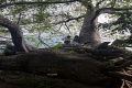 Safari Blue - baobab na baobabe, ostrov Kwale, Zanzibar - Tanznia
