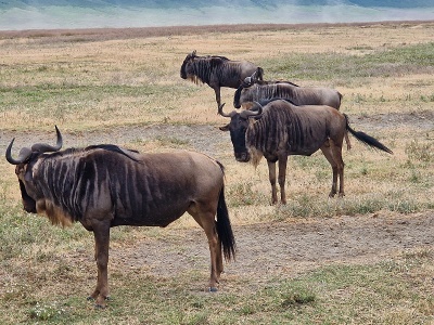 Pakone, Tanznia