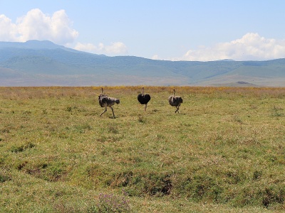 Ptrosy, Tanznia