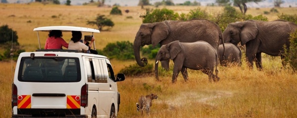 Pozorovanie slonov v Masai Mara, Kea