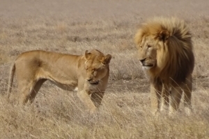 safari Serengeti