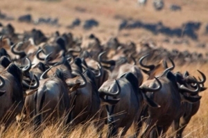 migrcia Serengeti