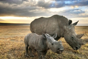 nosoroce ierne, Ngorongoro