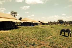 dotyk s divoinou, safari serengeti