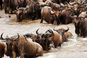 pakone,Ngorongoro