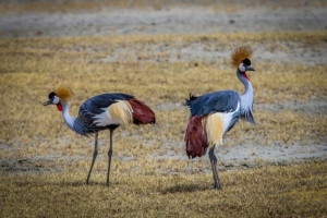 eriavy v rezervcii Ngorongoro