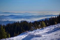 Vitoa