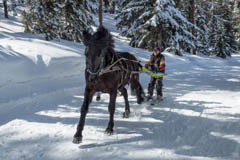 skijring