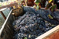 Emilia Romagna vini