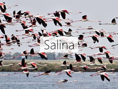 son baa Saline Cervia