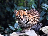 Marina di Cecina ZOO