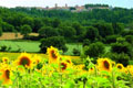 Umbria slnenice