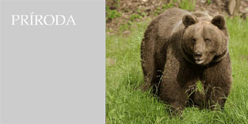 Prroda