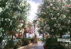 oleandre pred hotelom PIEROLLI
