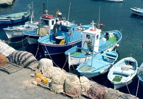  Ischia rybrske brky