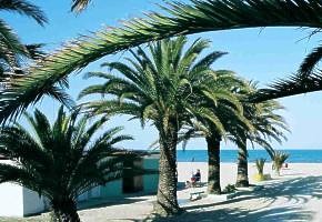 Marche palmy