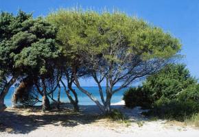  Salento subtropick vegetcia