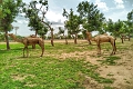 Radisson Blu Hotel N'Djamena, N'Djamena