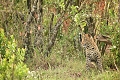 Enkorok Mara Camp, Masai Mara, Kea