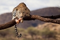 Kibo Safari Camp, Amboseli National Park, Kea