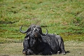 Kibo Safari Camp, Amboseli National Park, Kea