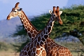Kibo Safari Camp, Amboseli National Park, Kea
