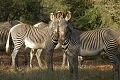 Kibo Safari Camp, Amboseli National Park, Kea