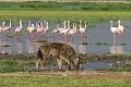 Kibo Safari Camp, Amboseli National Park, Kea