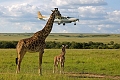 Kibo Safari Camp, Amboseli National Park, Kea