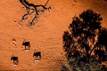 Bagatelle Kalahari Game Ranch, Kalahari, Nambia