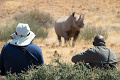 Kemp Desert Rhino , Damaraland, Nambia