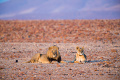 Kemp Desert Rhino , Damaraland, Nambia