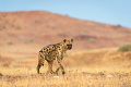 Kemp Desert Rhino , Damaraland, Nambia