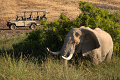 Kemp Desert Rhino , Damaraland, Nambia