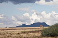 Kemp Desert Rhino , Damaraland, Nambia