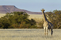 Kemp Desert Rhino , Damaraland, Nambia