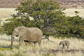 Kemp Desert Rhino , Damaraland, Nambia