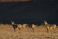 Kemp Desert Rhino , Damaraland, Nambia