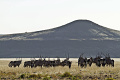 Kemp Desert Rhino , Damaraland, Nambia