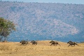 Kemp Magashi, Rwanyakazinga jazero